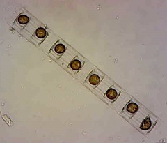 Lithodesmium