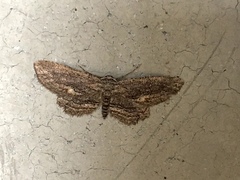 Neoalcis californiaria