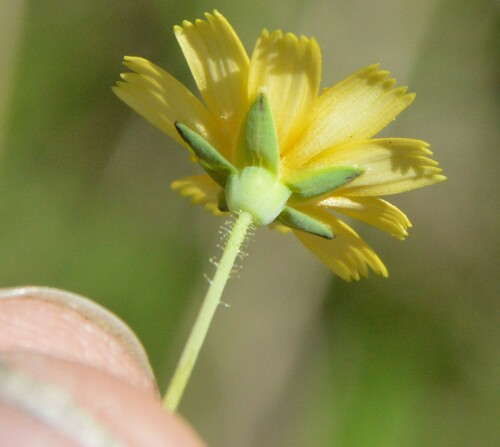 Image of Krigia occidentalis by (c) Dan Johnson, some rights reserved (CC BY)
