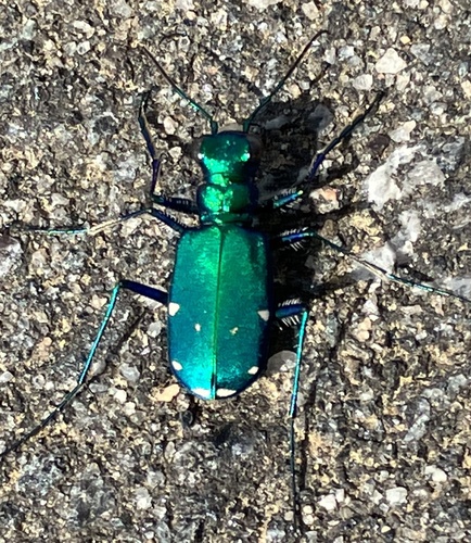 Six-spotted Tiger Beetle photo 4