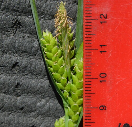 Image of Carex flaccosperma by (c) Dan Johnson, some rights reserved (CC BY)