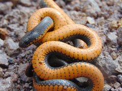 Diadophis punctatus regalis