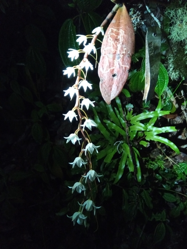 Aerangis modesta (Hook.f.) Schltr. 4