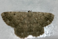 Dicrognophos sartata