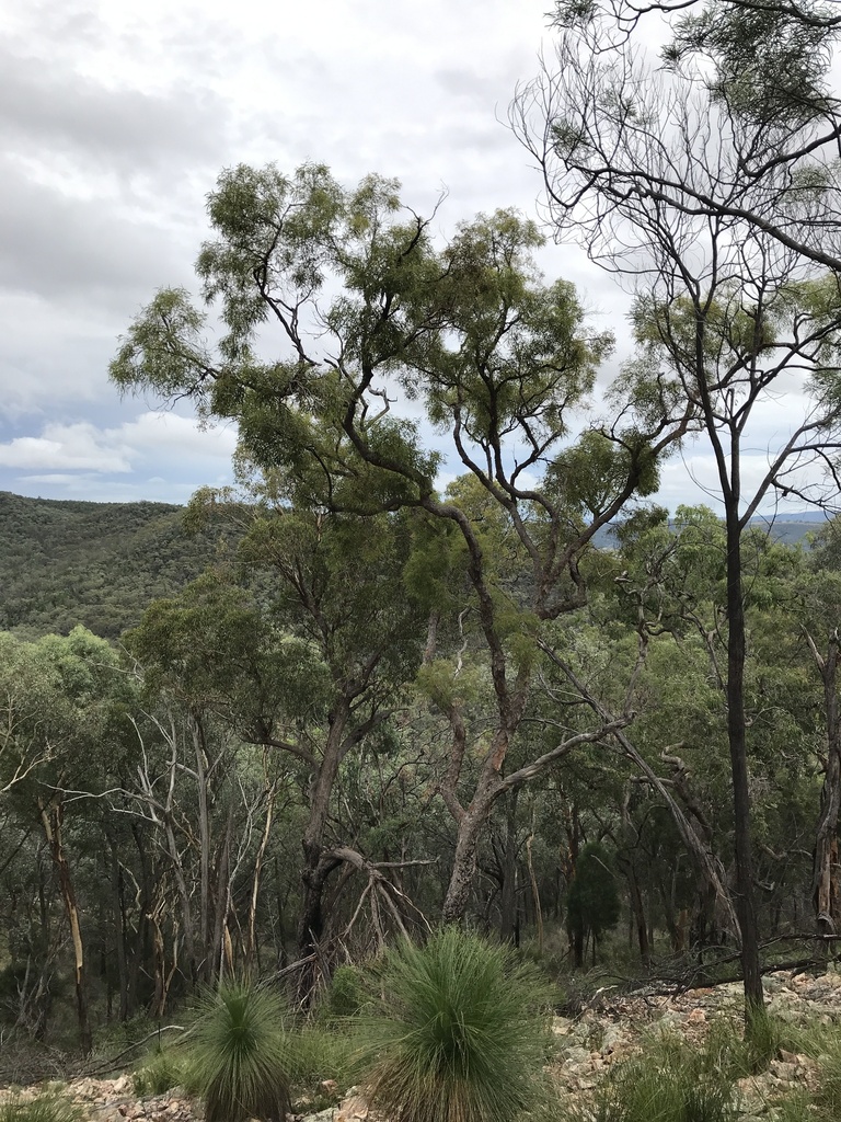 Angophora × exul