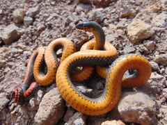 Diadophis punctatus regalis