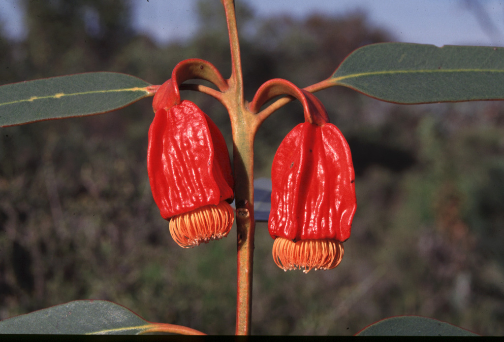 Eucalyptus × stoataptera