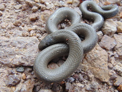 Diadophis punctatus regalis