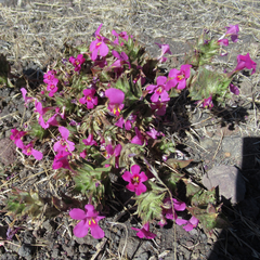 Diplacus cusickioides