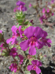 Diplacus cusickioides