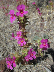 Diplacus cusickioides