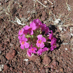 Diplacus cusickioides