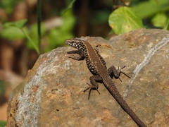 Greek Algyroides photo 3