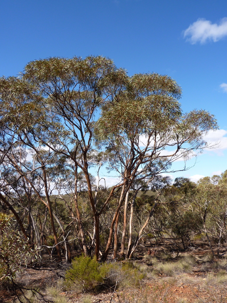 Eucalyptus cajuputea × percostata