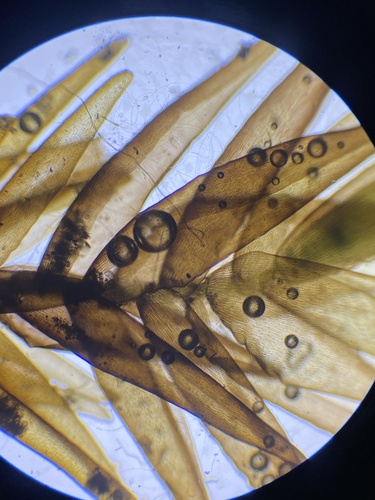 Largeleaf Peatmoss (Sphagnum macrophyllum)