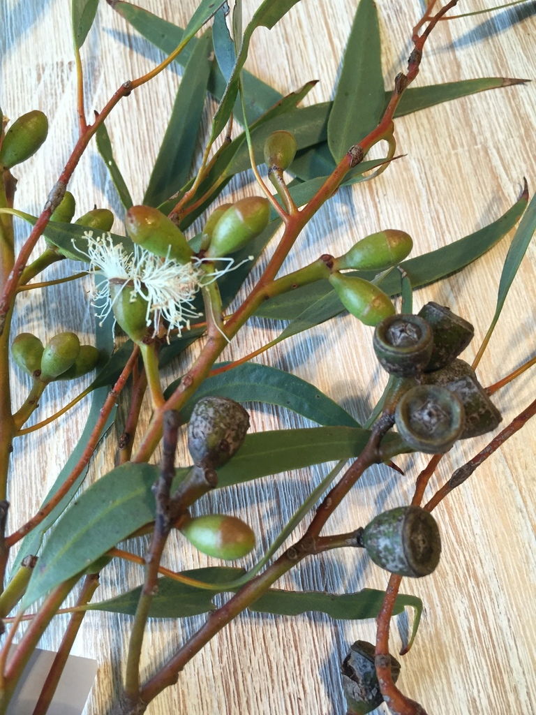 Eucalyptus gomphocephala × zopherophloia