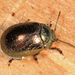Klamathweed Beetle - Photo (c) Tom Murray, some rights reserved (CC BY-NC), uploaded by Tom Murray