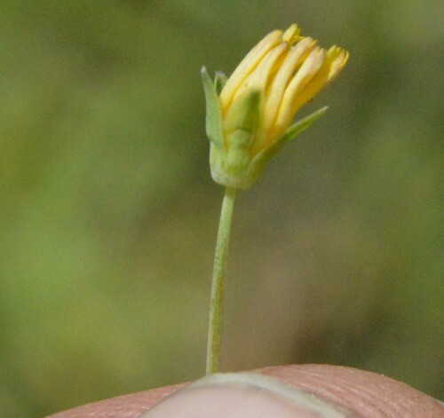 Image of Krigia occidentalis by (c) Dan Johnson, some rights reserved (CC BY)