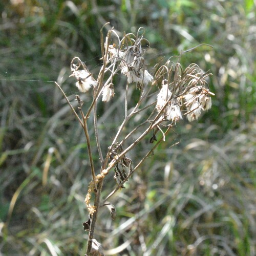 Arnoglossum ovatum, photograph 1