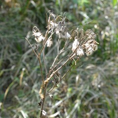 Dan Johnson, CC BY, iNaturalist via GBIF Arnoglossum ovatum, photograph Dan Johnson, CC BY, iNaturalist via GBIF