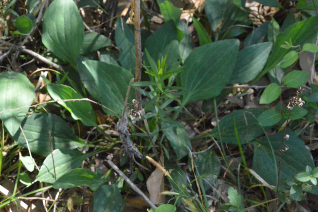 Arnoglossum ovatum; photograph Dan Johnson, CC BY, iNaturalist via GBIF