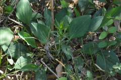 Arnoglossum ovatum