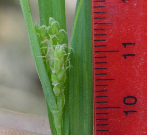Image of Carex flaccosperma by (c) Dan Johnson, some rights reserved (CC BY)