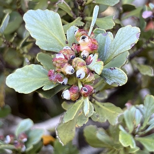 Phyllocladus