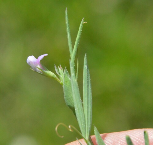 Image of Lathyrus pusillus by (c) Dan Johnson, some rights reserved (CC BY)