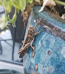 Schistocerca americana