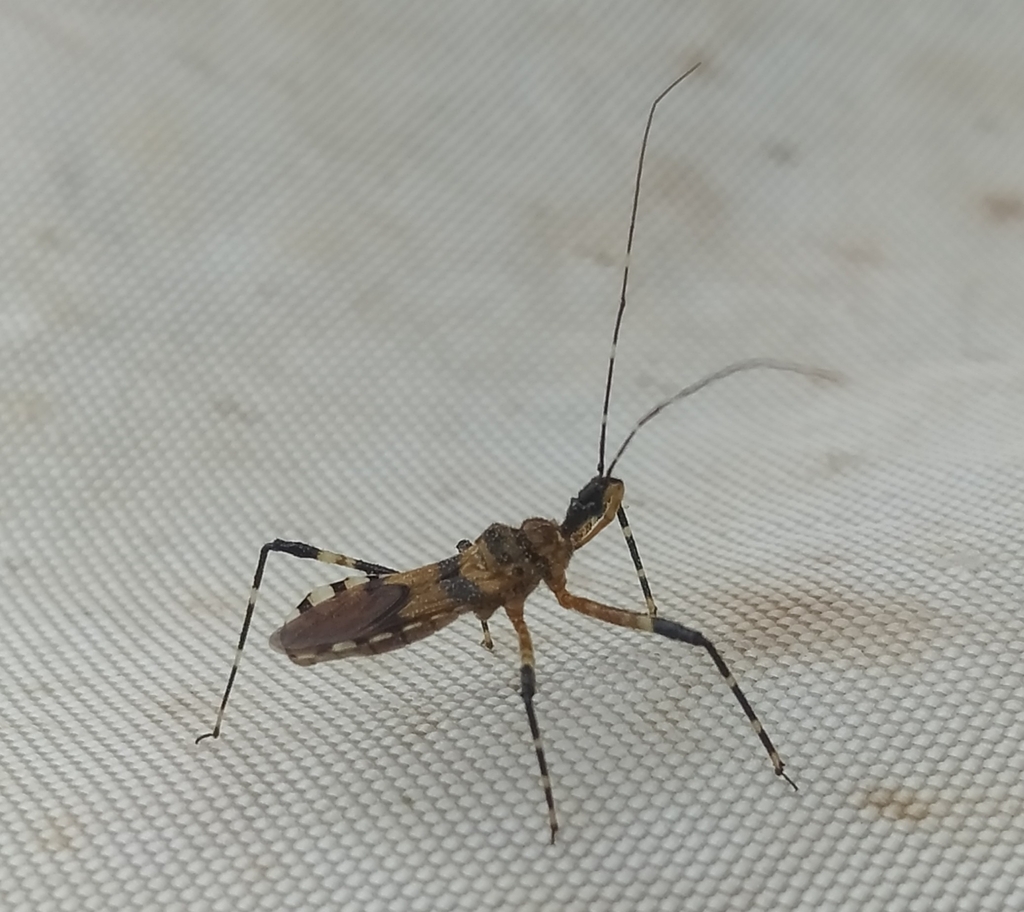 Pyrrhosphodrus amazonus