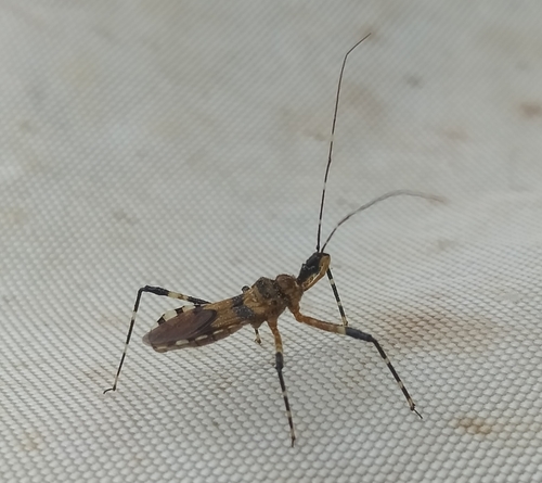 Pyrrhosphodrus amazonus