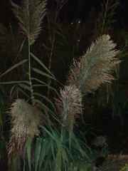 Arundo donax