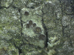 Caloplaca floridana