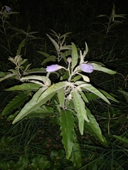 Solanum elaeagnifolium