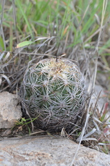 Coryphantha radians