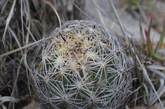 Coryphantha radians