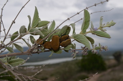 Hologymnetis cinerea