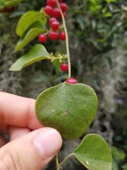 Cocculus