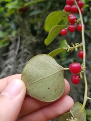 Cocculus