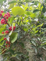 Cocculus