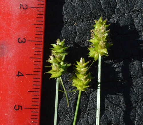 Image of Carex leavenworthii by (c) Dan Johnson, some rights reserved (CC BY)