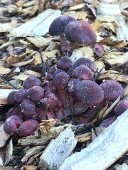 Gymnopilus luteofolius image