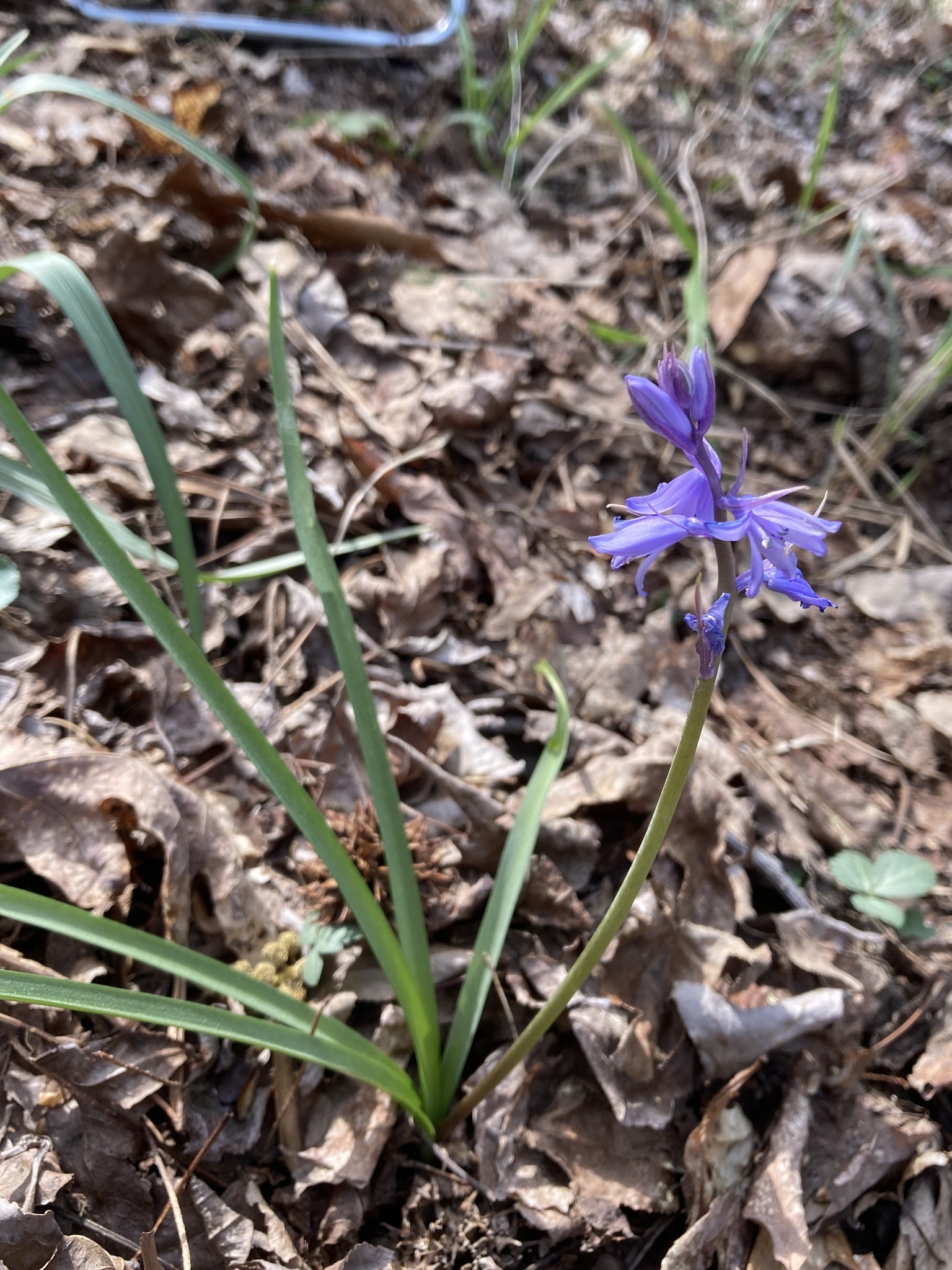 Hyacinthoides Massartiana Geerinck