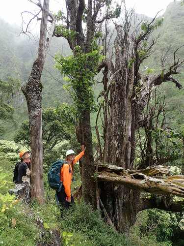 Flueggea neowawraea observed 2016-08-11