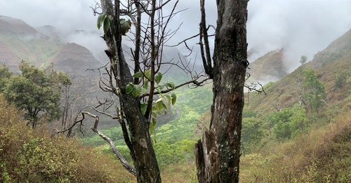Flueggea neowawraea observed 2020-07-22