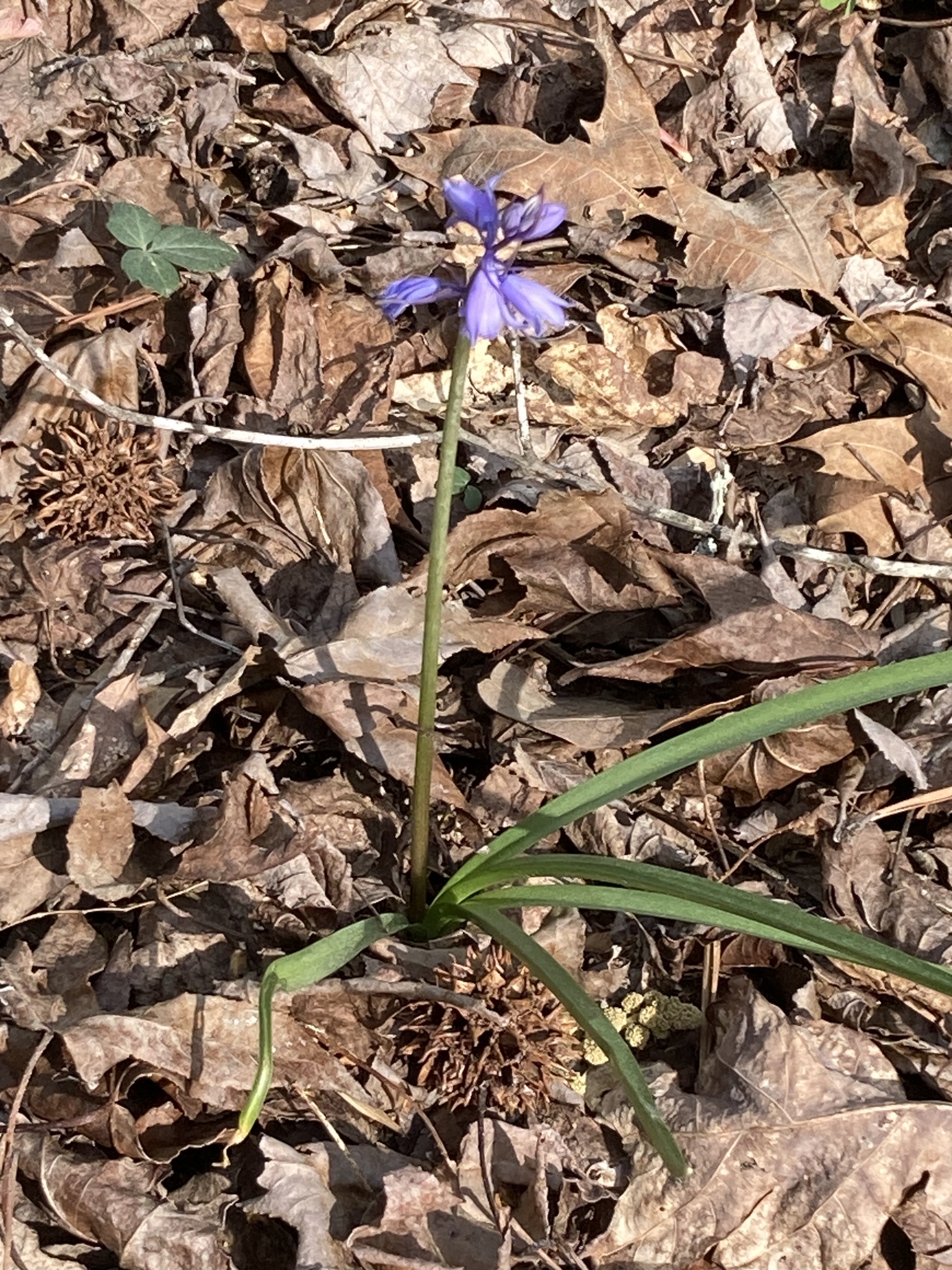 Hyacinthoides Massartiana Geerinck