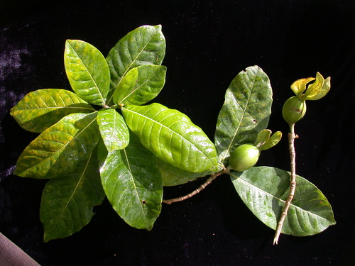 Gardenia remyi