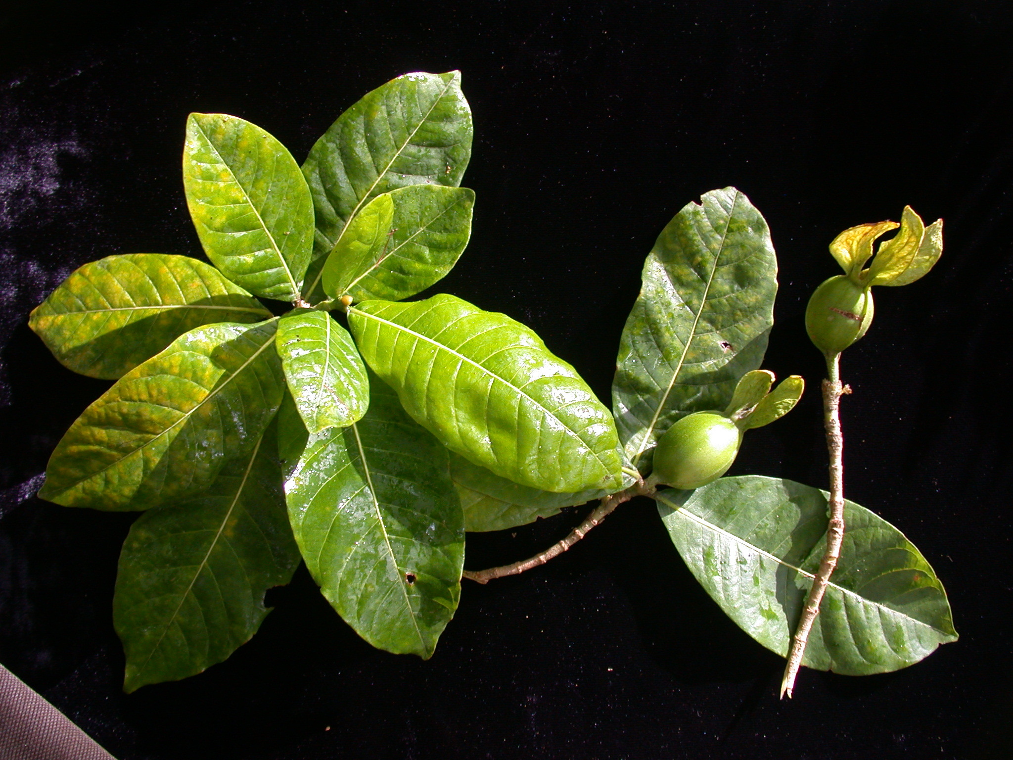 Gardenia remyi