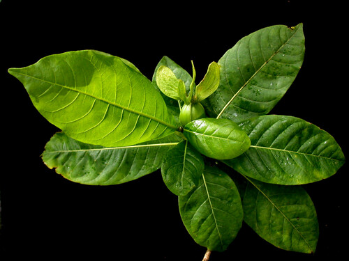 Gardenia remyi